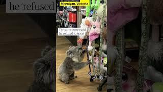 Teenage koala lost in supermarket