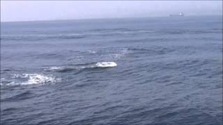 Pilot whales chasing the orcas in the Strait of Gibraltar by firmm