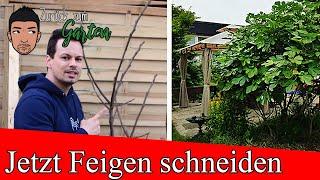 Feigen im Frühjahr richtig schneiden für mehr Ernte