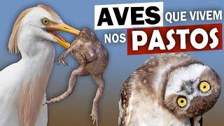 5 AVES COMUNS que vivem em PASTAGENS | QUERO-QUERO ataca GADO? SUIRIRI-CAVALEIRO quem é?