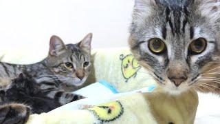Hooman, these cute five are my babies?? #6