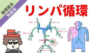 リンパの働きとリンパ循環（リンパ管走行）