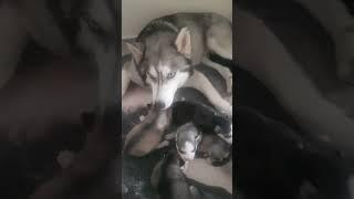 One Week Old Husky Puppies