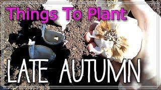 Things To Plant In Late Autumn / Early Winter