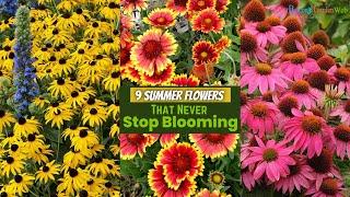 9 Summer Flowers that Never Stop Blooming