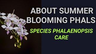 How To Care For Species Phalaenopsis (Summer Bloomers) /Primary Phalaenopsis Hybrid Care