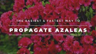 How To Propagate Azaleas (Fastest and Easiest Method)