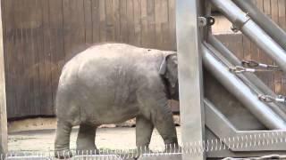 Ostrava ZOO - Elephants