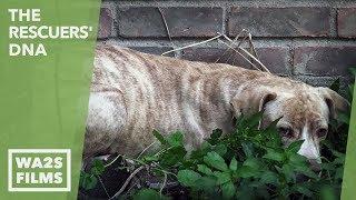 Scared Abandoned Puppy Hiding In Corner Until Rescuers Offer Chicken - Howl & Hope For DoDo Dogs