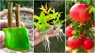 How to growing Pomegranate plants from just a branch! || Easy propagation method