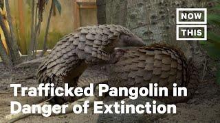 The Pangolin is The Most Trafficked Mammal in the World | NowThis Earth