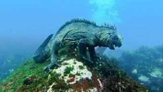 PADI Scuba Diving | Marine Iguana | Galapagos Ecuador Travel