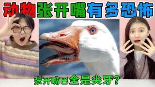 How scary is it that an animal "opens its mouth"? Goose VS Rabbit