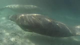 Crystal River Manatee Snorkeling