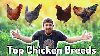 Best CHICKEN Breeds You Need For Your Flock