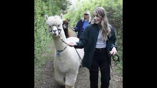 Stroll with alpacas at N.J. farm