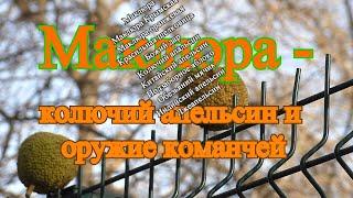 Crimea. Крым. МАКЛЮРА - оружие команчей и колючий апельсин