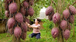 How to Harvest Queen Purple Root to sell - Breakfast at the Farm | Fresh & Nutritious from the Field