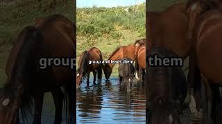 Wild Horses:  Natures Beauty #facts #animals #wildlife #horses #youtubeshorts #nature #education