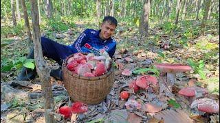 ป๊าดด!!! อลังการงานสร้าง เห็ดก่อเเดงหลวง ที่เดียวเต็มต่า สุดยอดอิหลีเลยครับ เห็ดน้ำหมอก 19/พ.ย/67