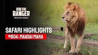 Safari Highlights #804: 29 January 2025 | Lalashe Maasai Mara | Latest #Wildlife Sightings