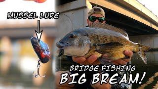 BRIDGE FISHING with MUSSEL LURE!?!