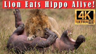 Male Lion Hunts and Kills Hippo During the Great Migration in the Mara, Africa in 4k