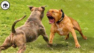 Only these Dogs That Can Easily Beat a Pitbull Dog in a Fight