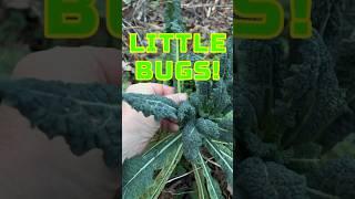 ‍ BUGS on my Kale in January? #gardening #organicgrowing