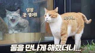 유리문 사이로 애절했던 고양이들을 위해 문을 열어줬어요