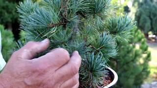 Welcome to Burkland Gardens -  Dwarf Conifers and Japanese Maples