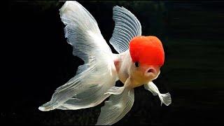 10 Most Beautiful Goldfish Species in the World