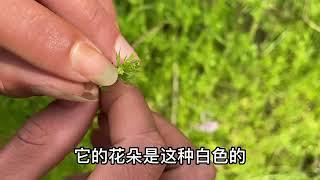 路旁生长很多的“止痛草”，为什么老人们很喜欢？大家看看吧