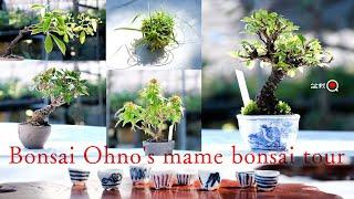 mame bonsai for sale! Bonsai Ohno product introduction tour [Bonsai Q]