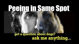 My Dog Keeps Peeing in the Same Spot - ask me anything - Dog Training