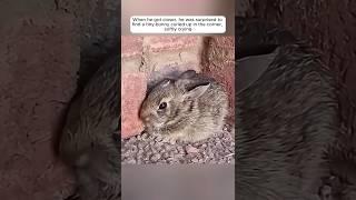 A man adopted a bunny that showed up on his doorstep