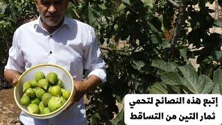 إتبع هذه الخطوات  للمحافظة على ثمار التين من التساقط/Reasons fall of figs fruits before ripening