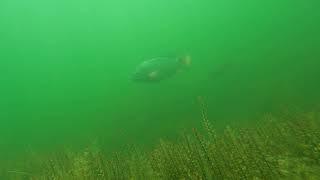 Big Tilapia Miami FL USA freshwater lake