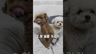 보호자가 혼냈을 때 강아지에게 반드시 보여줘야 하는 3가지 행동