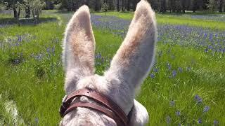 Mammoth Donkey Mountain Ride 6/1/20