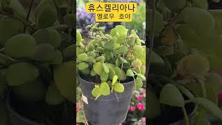 #은혜화훼판매장 #호야 휴스켈리아나 옐로우