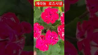 #은혜화훼판매장 #제라늄 로즈샤넬