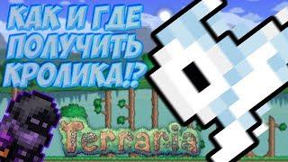 [Terraria Гайд] КАК И ГДЕ ПОЛУЧИТЬ (ПРИРУЧИТЬ) ПИТОМЦА КРОЛИКА!? (Pet Bunny)