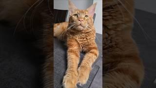 Мейн-кун! Философия жизни! #Кошки #Философия #МейнКун #Животные #мысливслух
