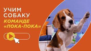 Как научить собаку команде Пока-Пока? Учим собаку прощаться! Дрессировка собак в рубрике "Дай лапу!"