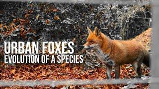 Urban Foxes: Evolution of a Species