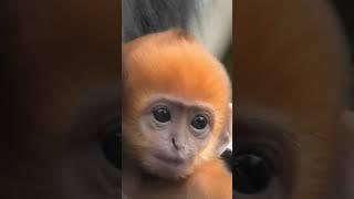 Newborn Fran the François Langur Monkeys At Twycross #shorts