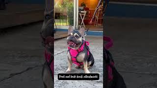 Introducing our DOOG Neotech Harness