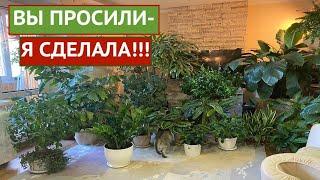 МОИ ЛУЧШИЕ КОМНАТНЫЕ ЦВЕТЫ, КОТОРЫЕ ВЫ ТОЧНО ПОЛЮБИТЕ!