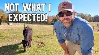 You Won't Believe What Happens When Pocket Gets In The Goat Pasture!